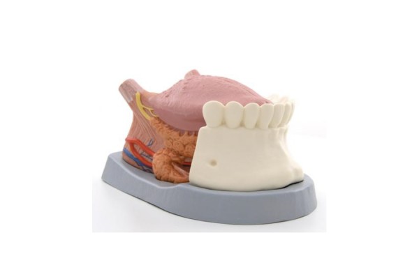 model języka, 2,5-krotnie większy od naturalnego, 4 części - 1002502 [t12010] 3b scientific modele anatomiczne 2